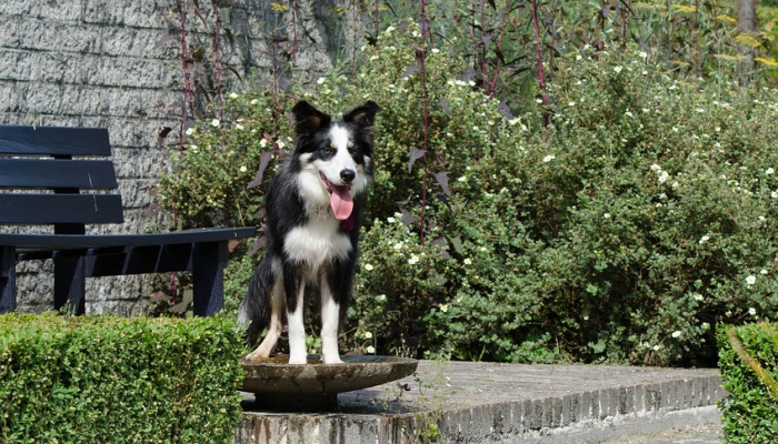 玩家必看教程“微乐麻将万能开挂器通用版”详细开挂玩法