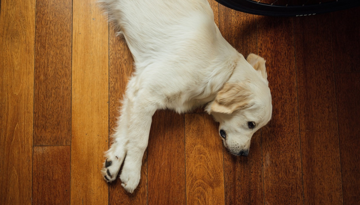 玩家必看教程“星悦广西麻将到底有没有挂”(曝光透视必备猫腻)