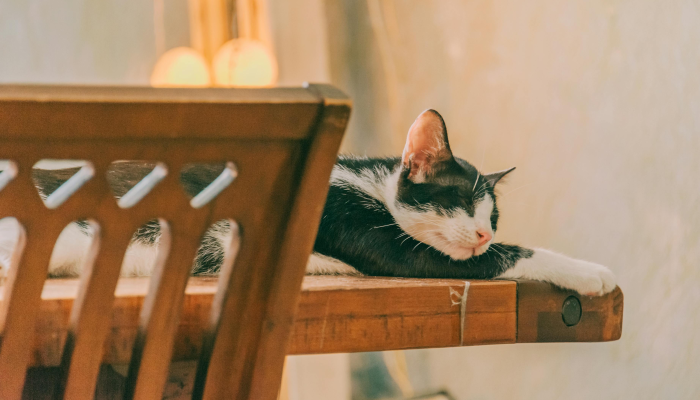 玩家辅助神器:“捉鸡麻将开挂免费软件下载!分享用挂教程 玩家辅助神器:“捉鸡麻将开挂免费软件下载!分享用挂教程