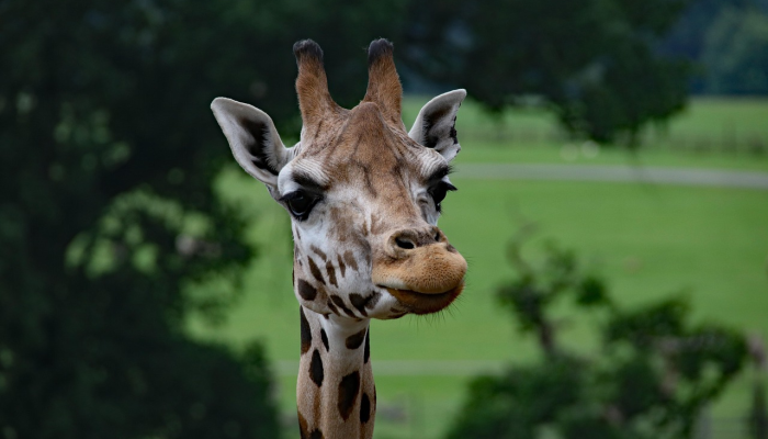 玩家必看教程“网趣沈阳麻将有没有挂”开挂(透视)辅助教程