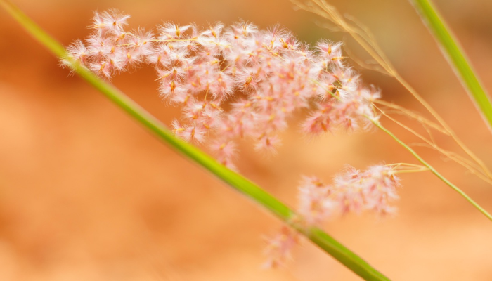 耳朵“放大”的生物100年来一直难以捉摸然后看到它在飘动