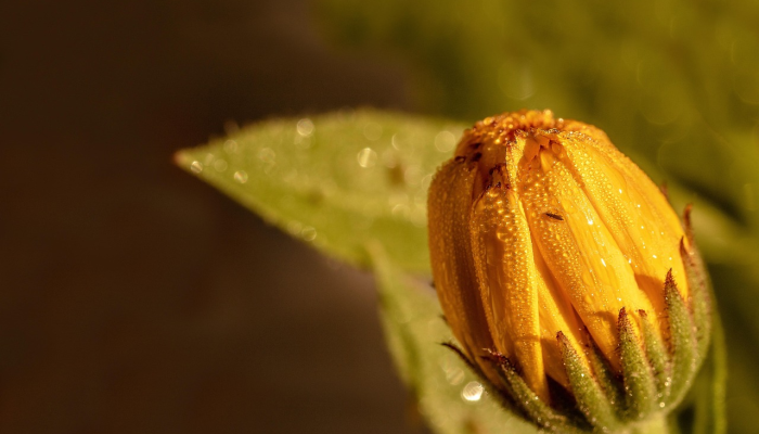 耳朵“放大”的生物100年来一直难以捉摸然后看到它在飘动
