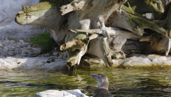 蒂加斯克纽福德鹿群的新地点
