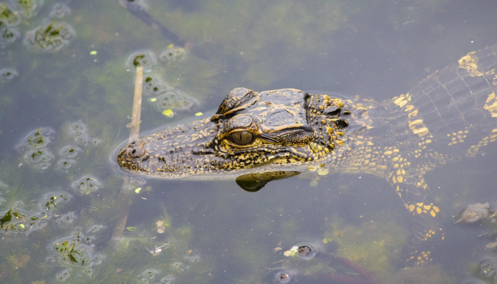 视频:南佛罗里达海滩上10英尺长的鳄鱼休息室 视频:南佛罗里达海滩上10英尺长的鳄鱼休息室