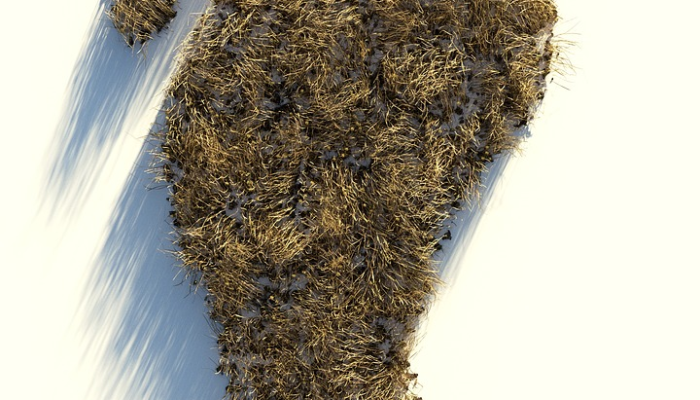 寒蝉效应:寒冷天气如何改变羽衣甘蓝的营养成分 寒蝉效应:寒冷天气如何改变羽衣甘蓝的营养成分