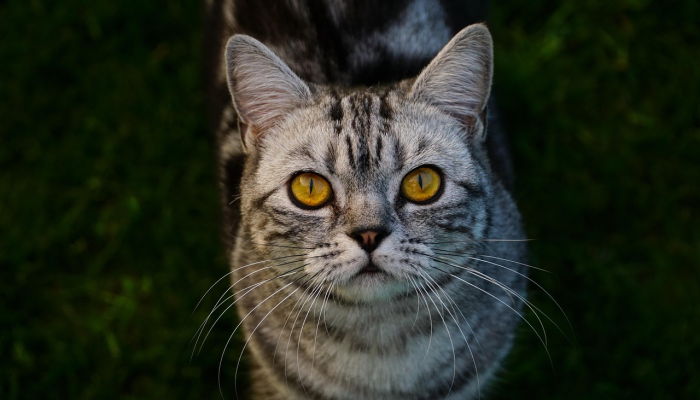 玩家辅助神器:“阿坝斗十四开挂神器免费!分享用挂教程 玩家辅助神器:“阿坝斗十四开挂神器免费!分享用挂教程