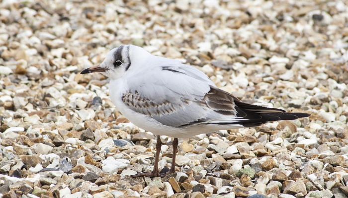 玩家必看教程“途游四川麻将外卦神器下载安装!分享用挂教程