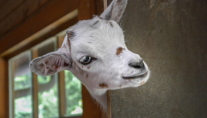 辅助神器“牵手跑得快能不能开挂”(曝光透视必备猫腻) 辅助神器“牵手跑得快能不能开挂”(曝光透视必备猫腻)