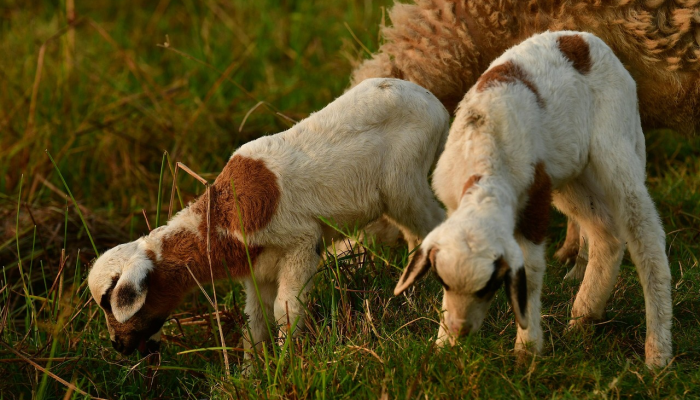 官员们说,犹他州山区发生了一系列“不寻常的”山羊咬狗事件 官员们说,犹他州山区发生了一系列“不寻常的”山羊咬狗事件