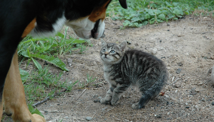 欧盟警告说,在禽流感病例激增的情况下,要把猫和狗养在家里 欧盟警告说,在禽流感病例激增的情况下,要把猫和狗养在家里