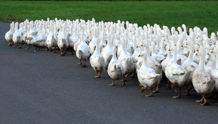 为了保护动物，韩国禁止食用狗肉