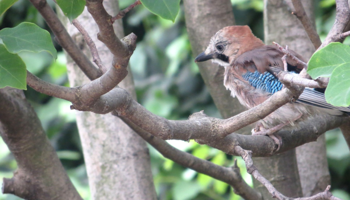 辅助神器“兴动麻将有挂吗!详细分享装挂步骤 辅助神器“兴动麻将有挂吗!详细分享装挂步骤