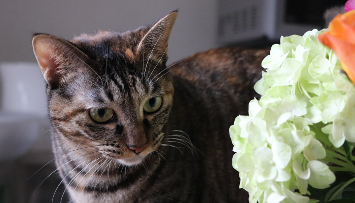 为Hello Kitty 50周年创作官方主题曲