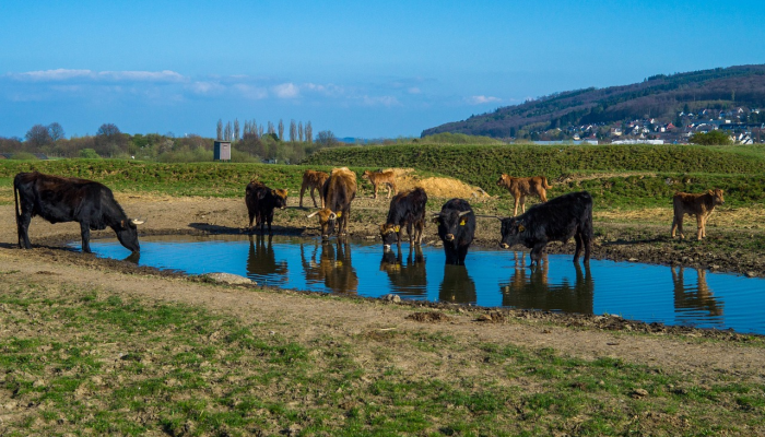 可用版本“网易棋牌如何开挂亲友房怎么开挂”(原来确实是有挂)