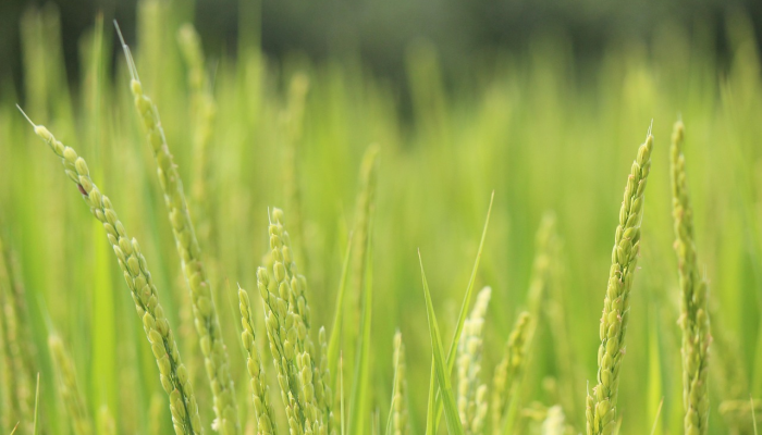 绿色能源——介于投资和回报之间