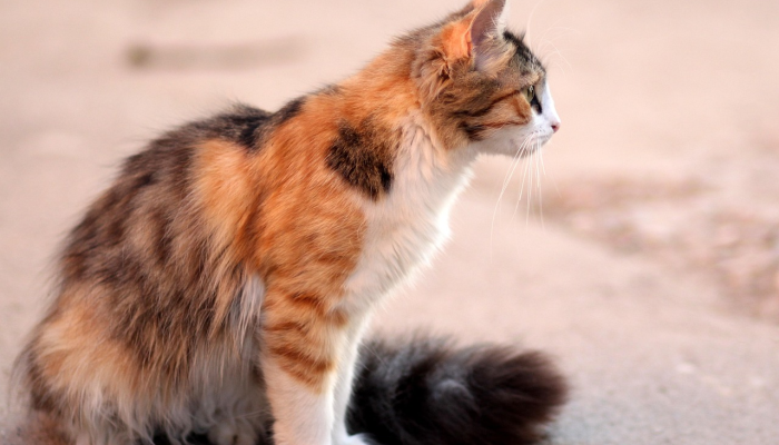 推荐一款”微乐血战到底开挂神器下载!详细分享装挂步骤