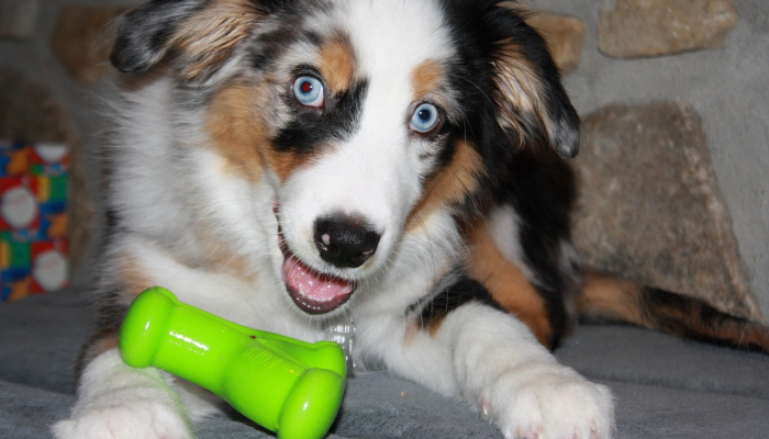 研究表明,让宠物吃纯素对环境有益 研究表明,让宠物吃纯素对环境有益