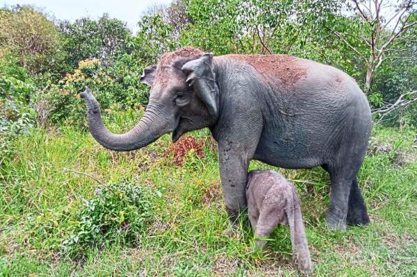 在索诺玛的塞拉大道上，“恶毒”的狗咬人，引起了人们的投诉