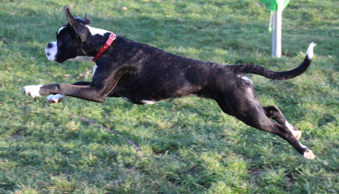 玩家辅助神器:“哈狗游戏开挂辅助软件”详细开挂玩法 玩家辅助神器:“哈狗游戏开挂辅助软件”详细开挂玩法