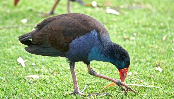 玩家必看教程“微乐广西麻将万能开挂器通用版”(曝光透视必备猫腻) 玩家必看教程“微乐广西麻将万能开挂器通用版”(曝光透视必备猫腻)