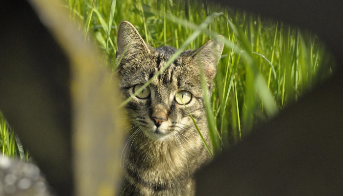 有多排“眼睛”的山地生物潜伏在岩石中这是一个新物种 有多排“眼睛”的山地生物潜伏在岩石中这是一个新物种