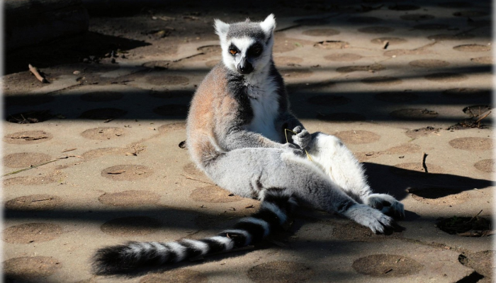 有多排“眼睛”的山地生物潜伏在岩石中这是一个新物种 有多排“眼睛”的山地生物潜伏在岩石中这是一个新物种