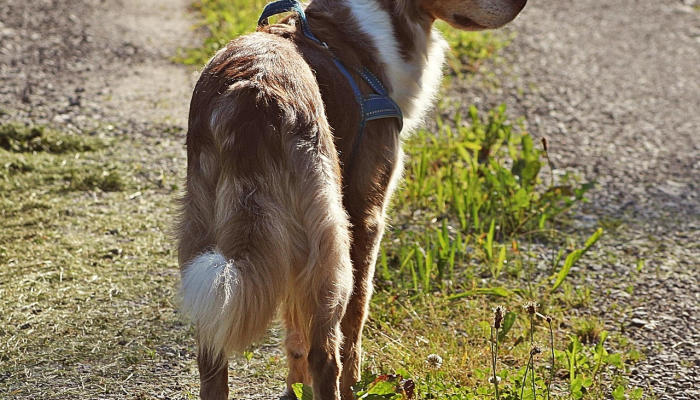 德克萨斯警方称,76岁的老人被两只狗残忍袭击“我以为他要死了” 德克萨斯警方称,76岁的老人被两只狗残忍袭击“我以为他要死了”
