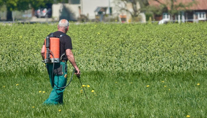 Jaya Peringat padi的农民在洪水摧毁庄稼后遭受损失