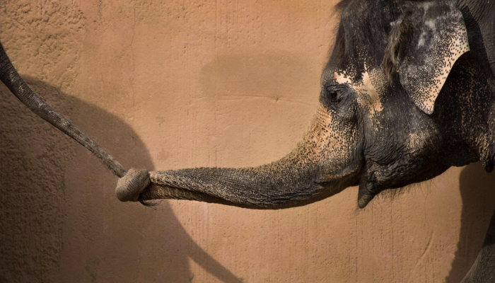 45岁的大象黛维在圣地亚哥动物园被实施了安乐死 45岁的大象黛维在圣地亚哥动物园被实施了安乐死