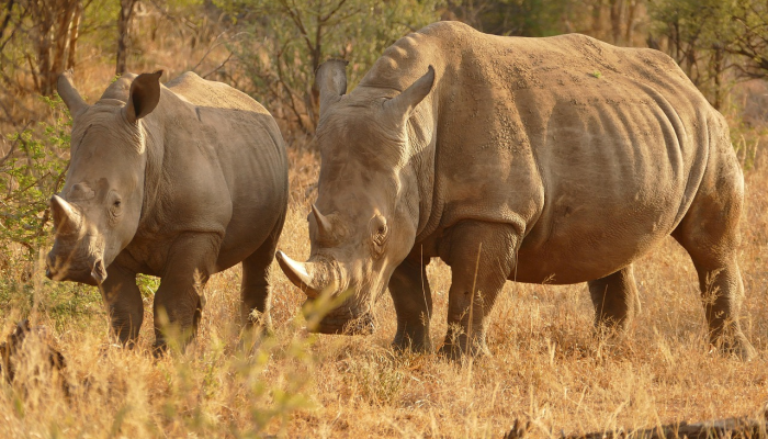 摩纳哥国王和王子参观彭亨动物保护区