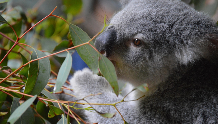 玩家必看教程“赣牌圈小程序破解版!详细分享装挂步骤 玩家必看教程“赣牌圈小程序破解版!详细分享装挂步骤