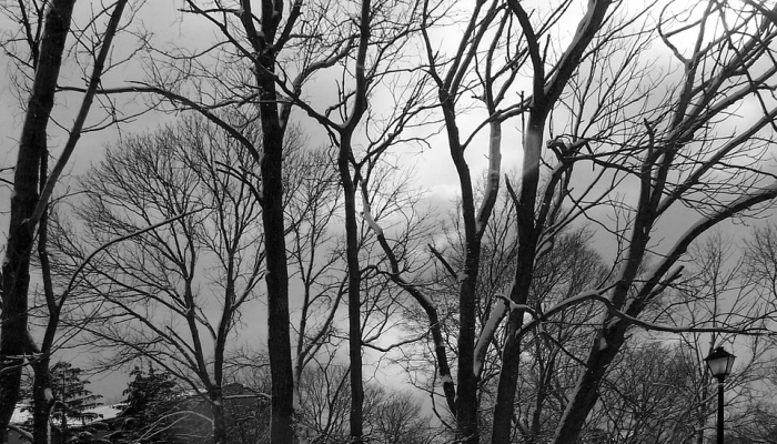 我怎样才能防止这个季节的第一次冻结烧毁我的花园? 我怎样才能防止这个季节的第一次冻结烧毁我的花园?