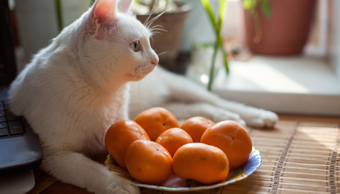 玩家辅助神器：“相约十三张有没有挂可以买!详细分享装挂步骤