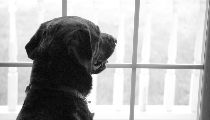 “我得帮她“警察帮助垂死的鹿产下双胞胎”看看这些可爱的小鹿 “我得帮她“警察帮助垂死的鹿产下双胞胎”看看这些可爱的小鹿