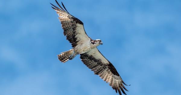 玩家辅助神器：“小闲麻将有挂吗”详细开挂玩法