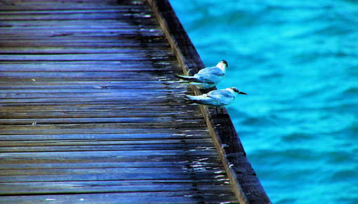 2024年奥运会:法属波利尼西亚总统建议重新规划冲浪场地 2024年奥运会:法属波利尼西亚总统建议重新规划冲浪场地