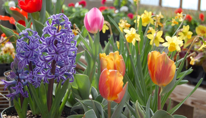 市政府对气候适应型蔬菜品种进行研究 市政府对气候适应型蔬菜品种进行研究