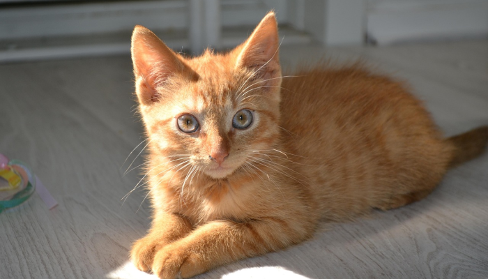 夏威夷官员称，一只狗和主人一起非法从4000级台阶上跳下