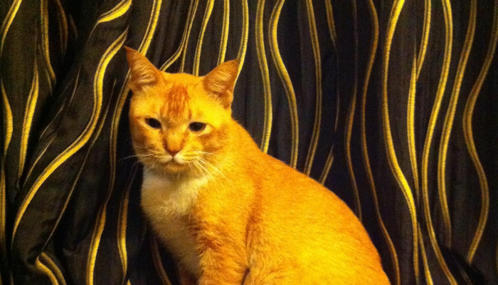 1分钟学会“哈哈长沙麻将开挂最新版本更新内容”(曝光透视必备猫腻) 1分钟学会“哈哈长沙麻将开挂最新版本更新内容”(曝光透视必备猫腻)