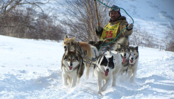 一些宠物仍然在拉海纳的废墟中游荡疲惫的动物救援人员正在执行任务 一些宠物仍然在拉海纳的废墟中游荡疲惫的动物救援人员正在执行任务