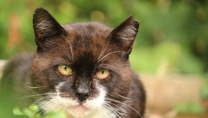 “不堪重负”:大量流浪狗的涌入促使奥兰治县动物服务机构免除了一些收养费用 “不堪重负”:大量流浪狗的涌入促使奥兰治县动物服务机构免除了一些收养费用