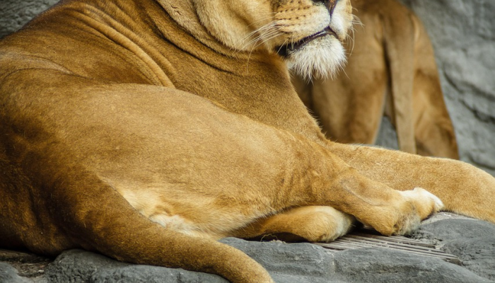 布朗改变了对狮子队的调子,但对沃斯的蓝军队保持警惕 布朗改变了对狮子队的调子,但对沃斯的蓝军队保持警惕