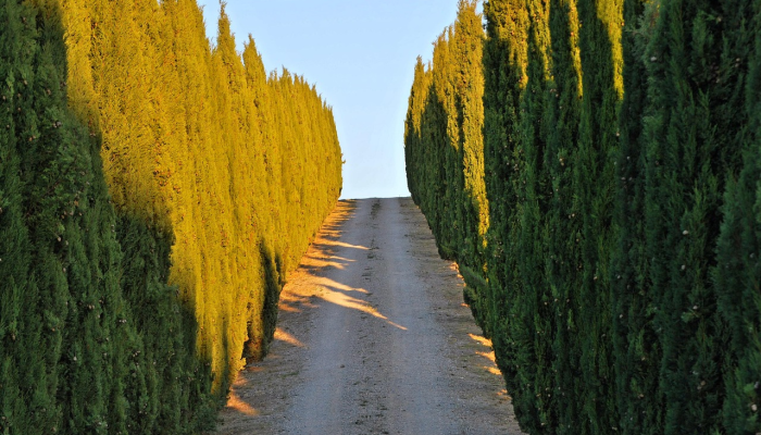 玩家必看教程“中至余干麻将有挂吗”开挂(透视)辅助教程 玩家必看教程“中至余干麻将有挂吗”开挂(透视)辅助教程