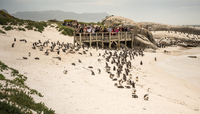 辅助神器“友愉棋牌透视软件”(曝光透视必备猫腻) 辅助神器“友愉棋牌透视软件”(曝光透视必备猫腻)