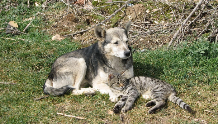 友谊，食物和羽毛：寒鸦换朋友获得奖励-但坚持与家人