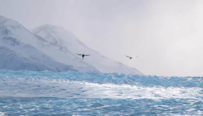 巴塔哥尼亚这个受欢迎的冰川再也不用探险了 巴塔哥尼亚这个受欢迎的冰川再也不用探险了