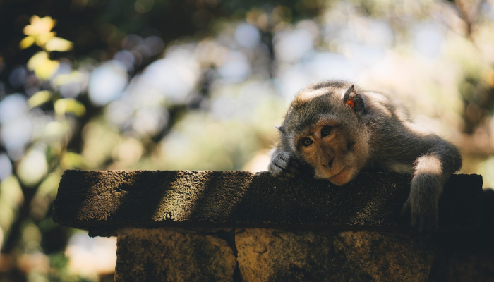 可怕的古老疾病以奇怪的动物形式卷土重来是罪魁祸首 可怕的古老疾病以奇怪的动物形式卷土重来是罪魁祸首