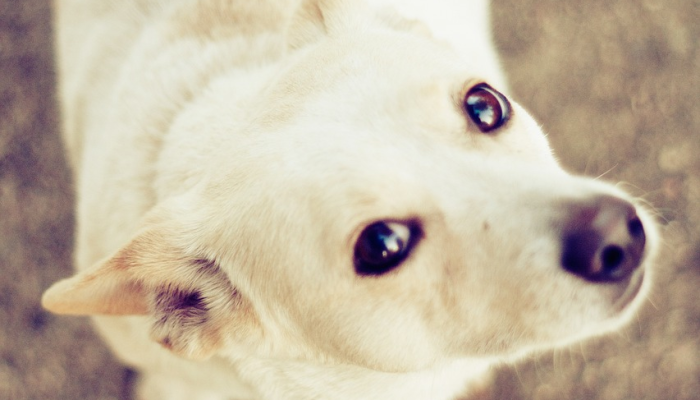 可怕的古老疾病以奇怪的动物形式卷土重来是罪魁祸首 可怕的古老疾病以奇怪的动物形式卷土重来是罪魁祸首