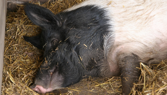 玩家必看教程“微乐陕西三带开挂”(原来确实是有挂) 玩家必看教程“微乐陕西三带开挂”(原来确实是有挂)