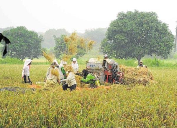 小马科斯想要详细的种植计划，以保护当地农业部门